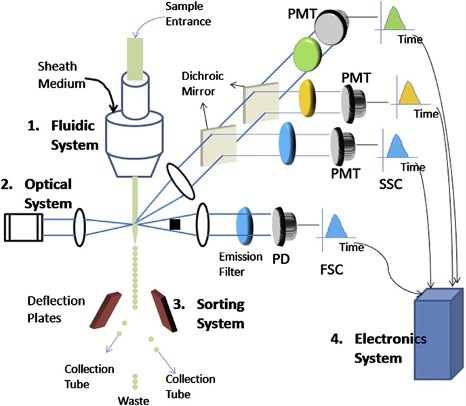 Configuration of a conventional fluorescence-based flow cytometer. 