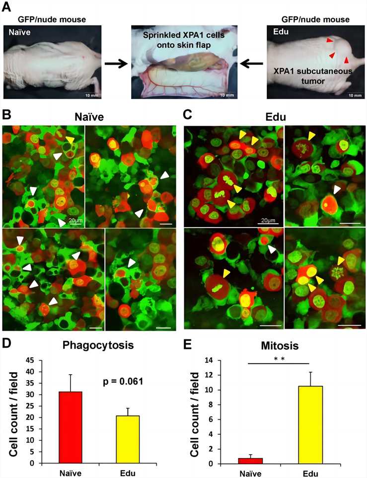 Fig.2 Cancer cell imaging. (Hiroshima, et al., 2014)