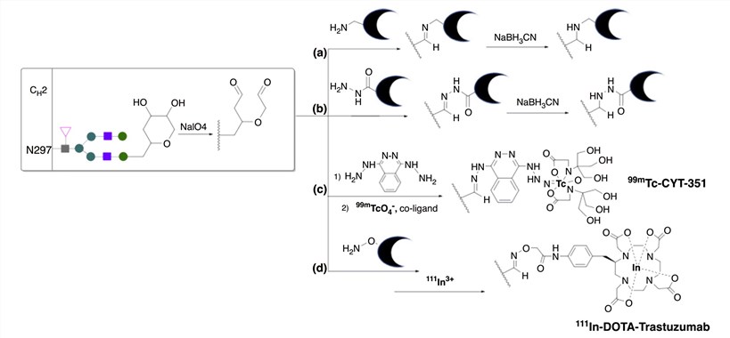Oxidation of antibody glycan sites enabling site-specific attachment of chelators.