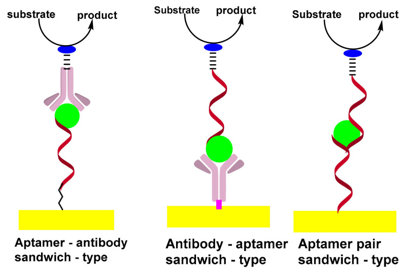 Formation of sandwich-types structures of aptasensing assay. 
