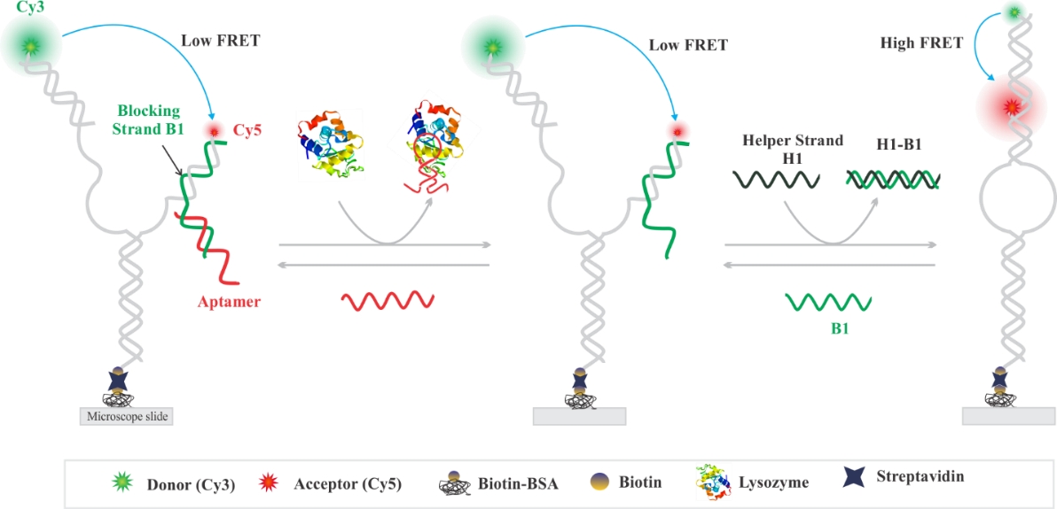 Fig.1 Aptasensor. (Sapkota & Dhakal, 2020)