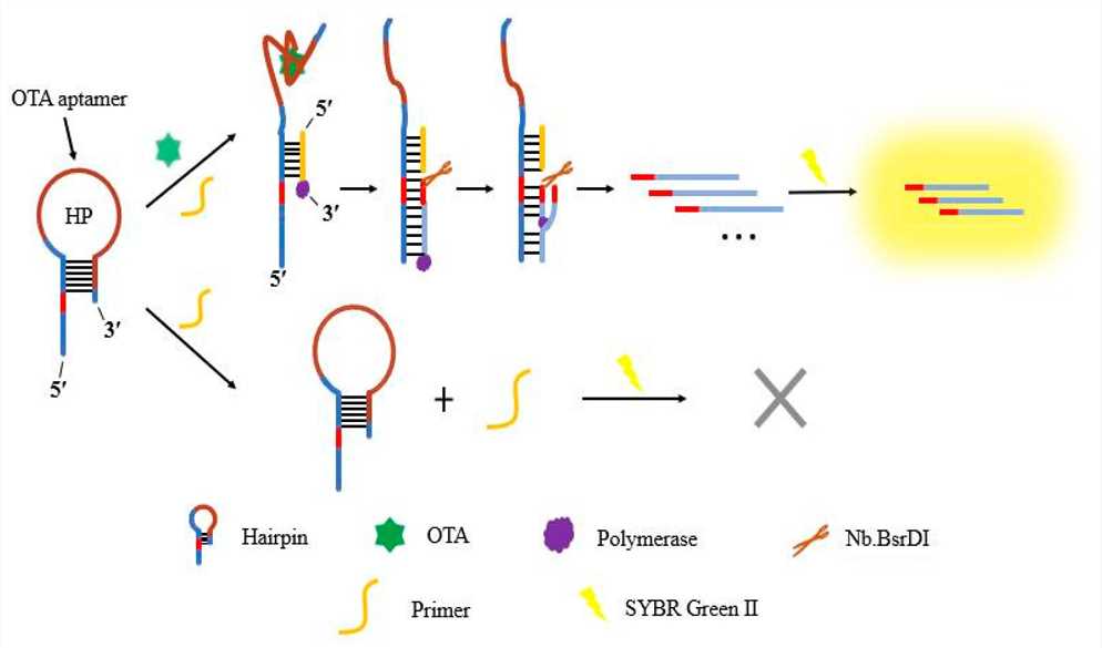 Fig.2 OTA fluorescent aptasensor. (Guo, et al., 2022)