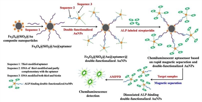 Illustration of the CL aptasensor based on rapid magnetic separation and double-functionalized gold NPs.