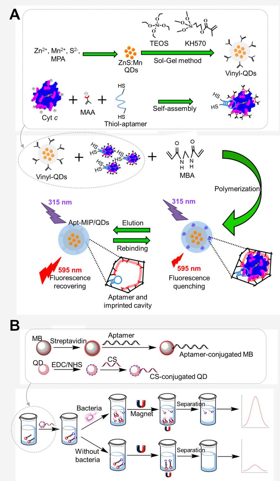 Fig.1 QD biosensing. (Yoo & Kim, 2021)