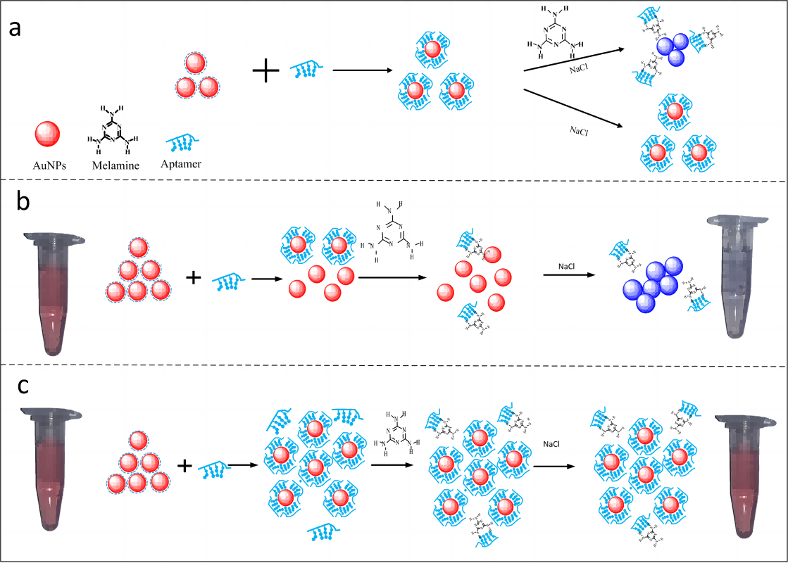Fig.2 Aptamer-functionalized AuNPs. (Hu, et al., 2018)