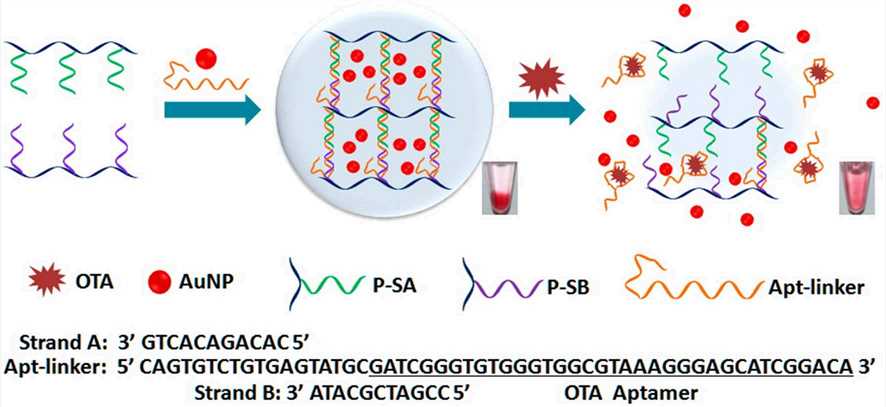 Fig.3 Schematic of a colorimetric aptasensor. (Guo, et al., 2020)