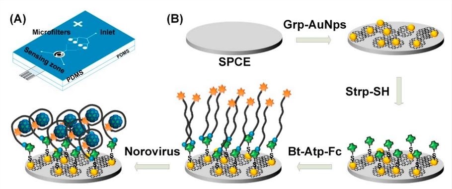 Microfluidic voltammetric aptamer-based detection of norovirus.
