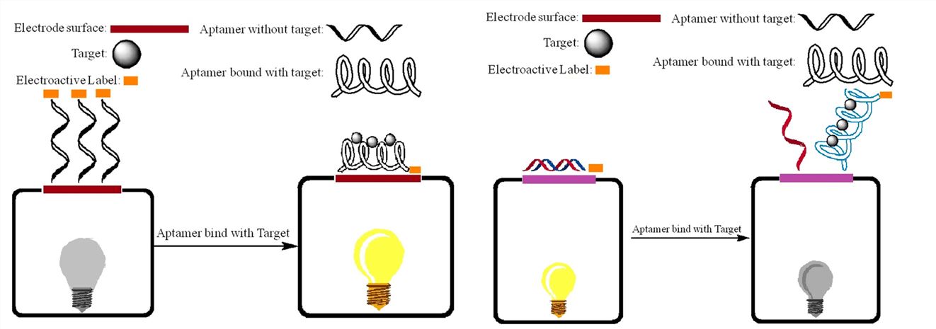 Schematic illustration of electrochemical aptasensor in the signal on (left) and signal off (right) system.
