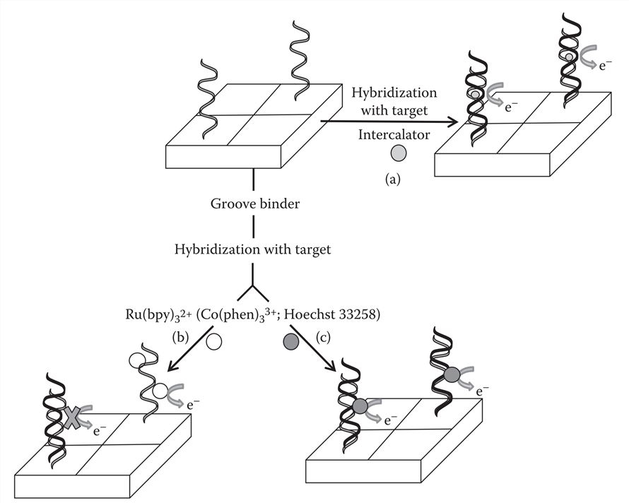 Different strategies to develop redox indicator-based electrochemical DNA biosensors.