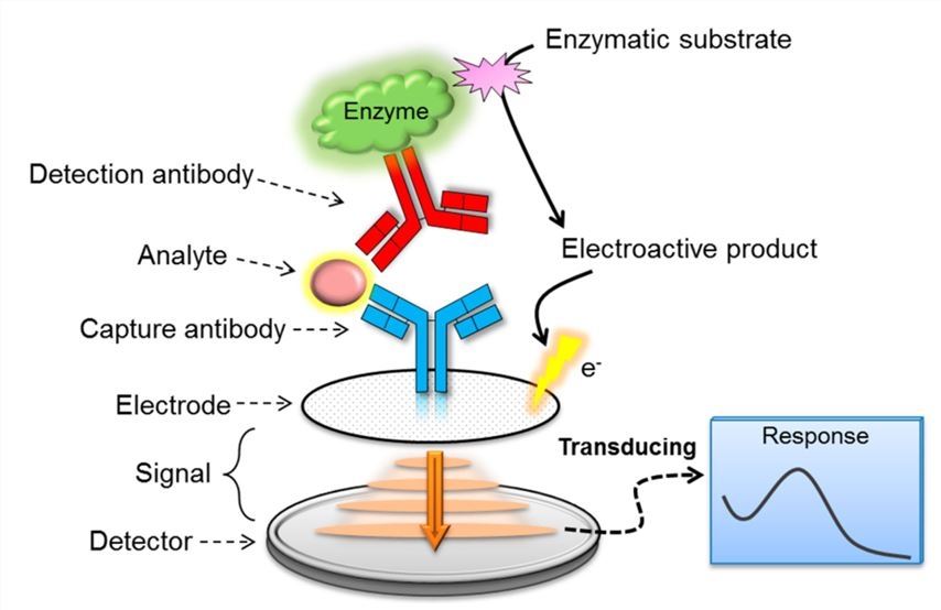 Basic analytical principle of electrochemical immunosensor.