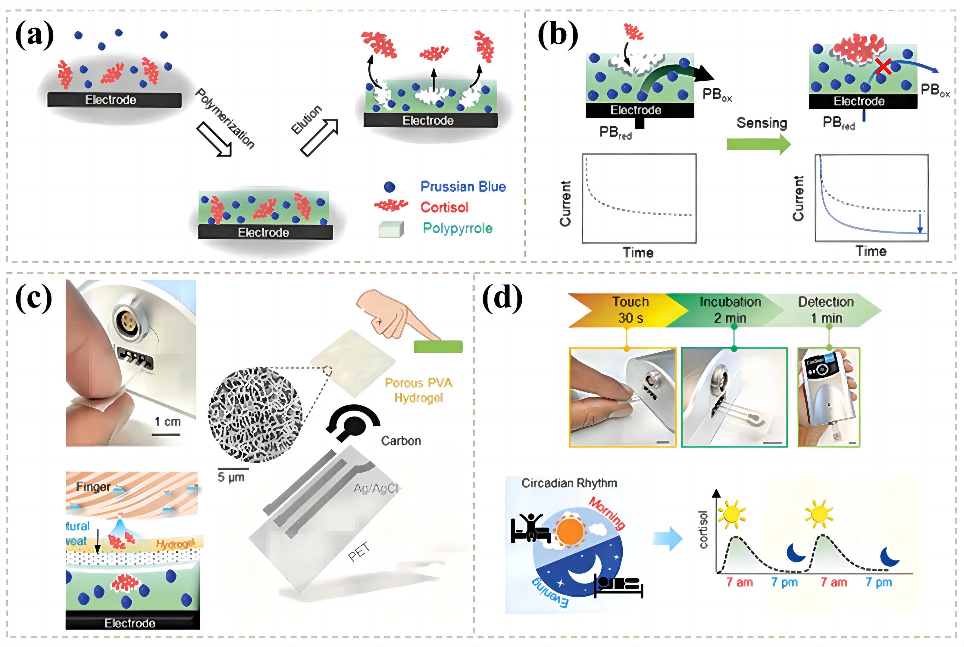 Fig.1 MIP-based sensor for cortisol sensing. (Zhang, et al., 2023)