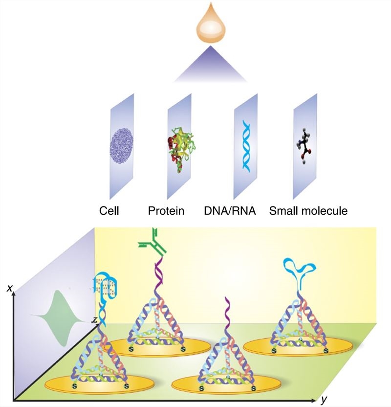 A tetrahedral DNA-nanostructure-based electrochemical biosensor for multiple molecules detection.