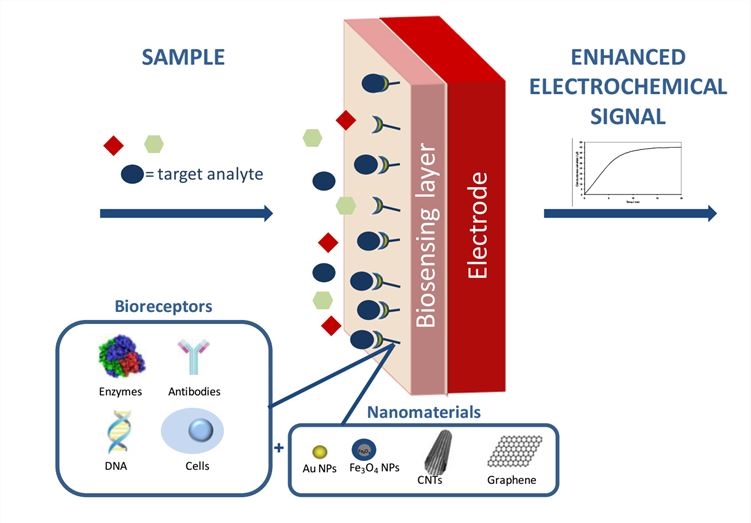 Main constituents of a NM-based electrochemical biosensor.