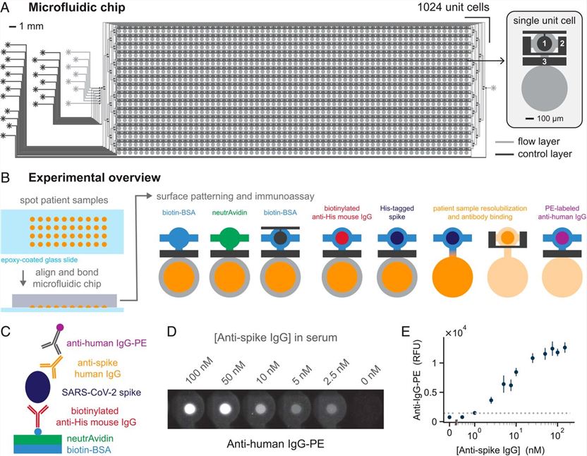 High-throughput microfluidic NIA for anti-SARS-CoV-2 antibody detection.