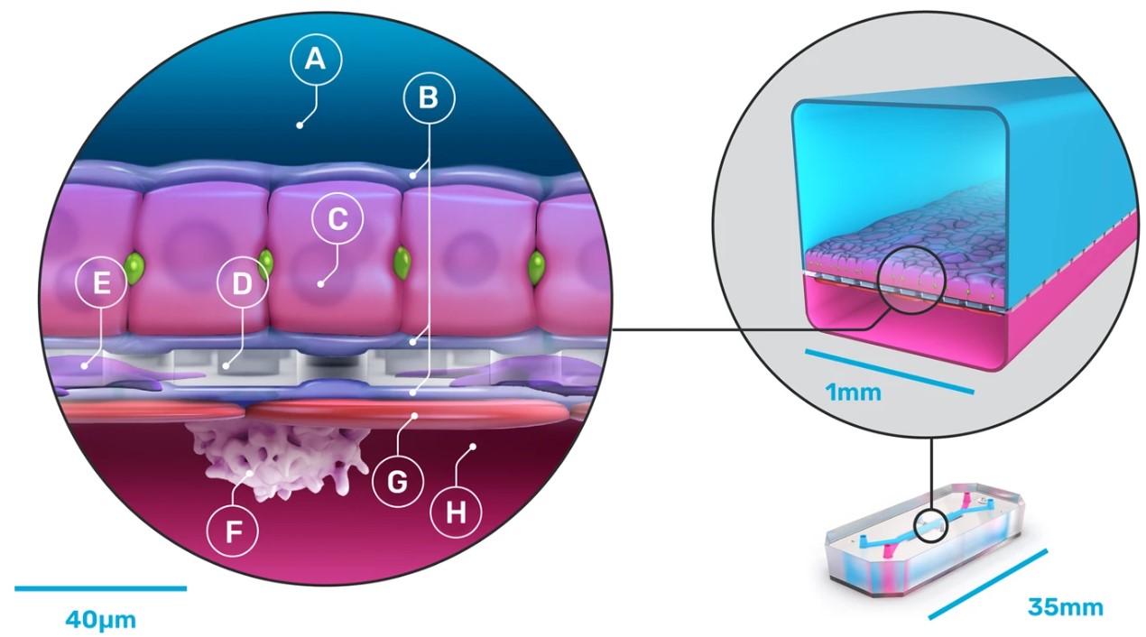 Fig.3 Liver on a chip. (Ewart, et al., 2022)