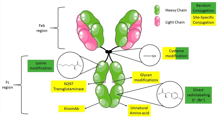 Fig.5 Immuno-PET/SPECT bioconjugation sites of mAb. (Dewulf, et al., 2020)