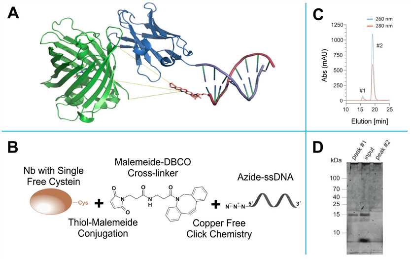 Fig.6 Nanobody conjunction. (Sograte-Idrissi, et al., 2019)