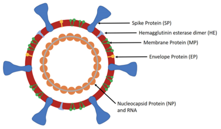 Schematic of the SARS-CoV-2.