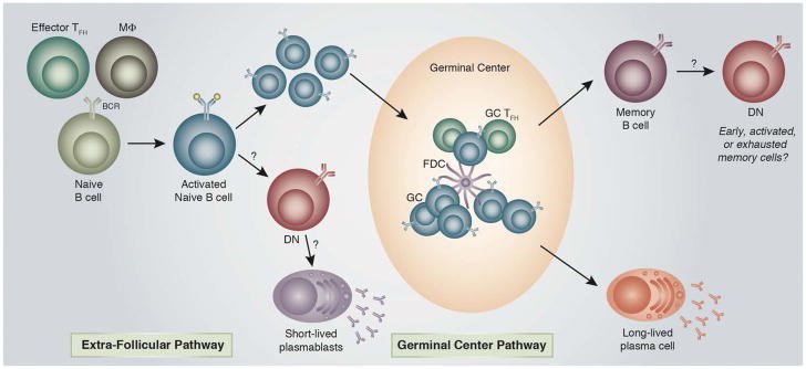 Germinal center and extra-follicular pathways of antibody secreting cell (ASC) generation.
