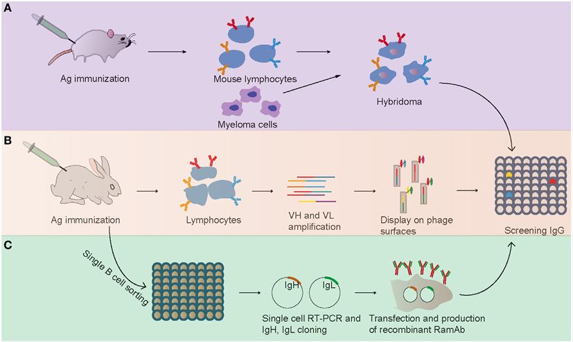 Flowchart summarizing the generation of antigen-specific monoclonal antibodies. 