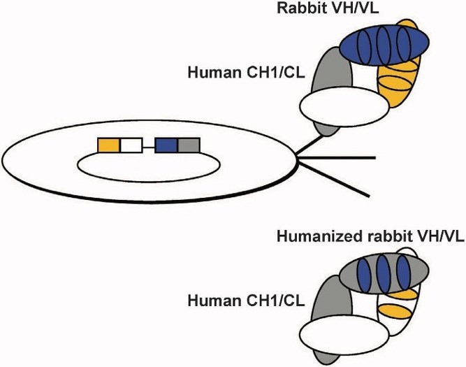 Chimeric rabbit/human Fab and humanized rabbit Fab.