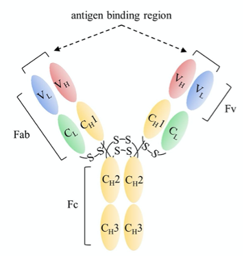 Antibody Pairs Screening