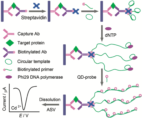 Schematic Representation of the Cascade Signal Amplification Strategy for Protein Detection.