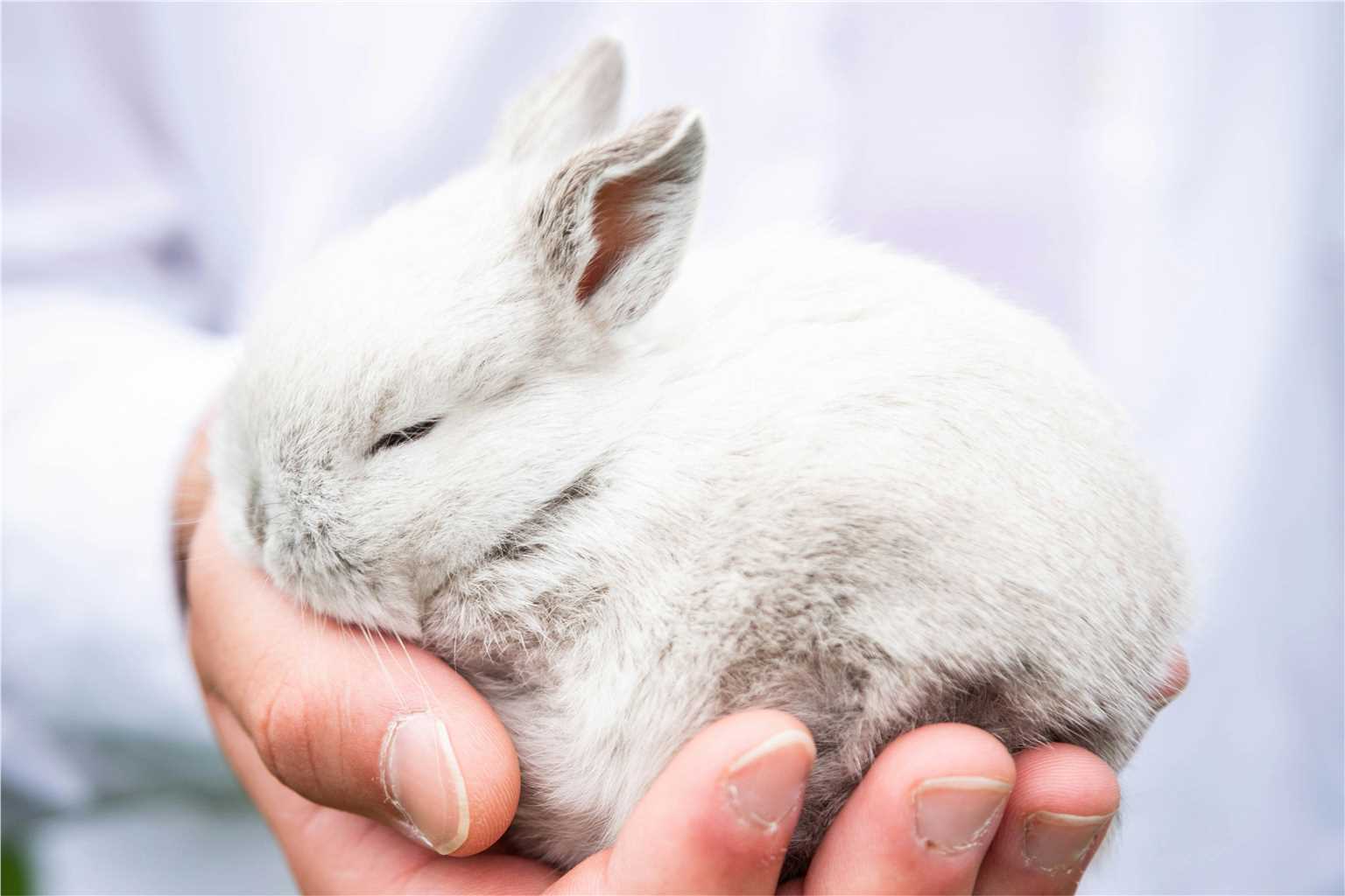 Fig.2 Rabbit monoclonal antibody development. (Creative Biolabs Authorized)