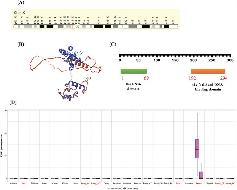 FOXR2 overexpressed in cancers.