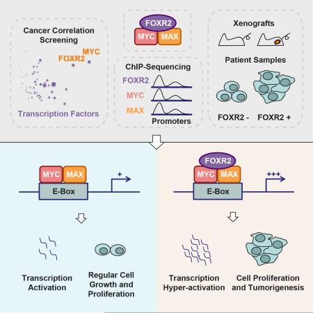 Recently Identified Pan-cancer Oncogene FOXR2 Brings New Hope to Cancer Research.