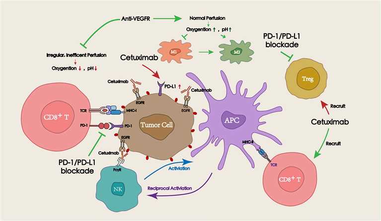 Fig.1 Radiochemotherapy and PD-1/PD-L1 blockade in the tumor microenvironment. (Lin, et al., 2018)
