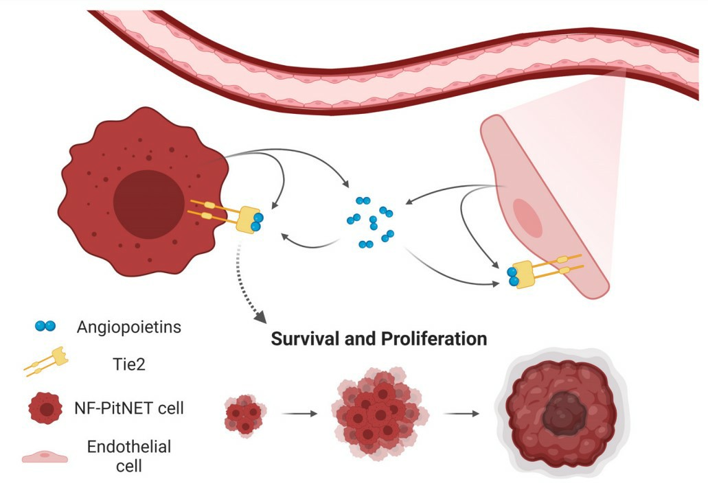 A model summarizing tumor/endothelial cells crosstalk in the tumor microenvironment (TME). (Karabid, et al., 2022)