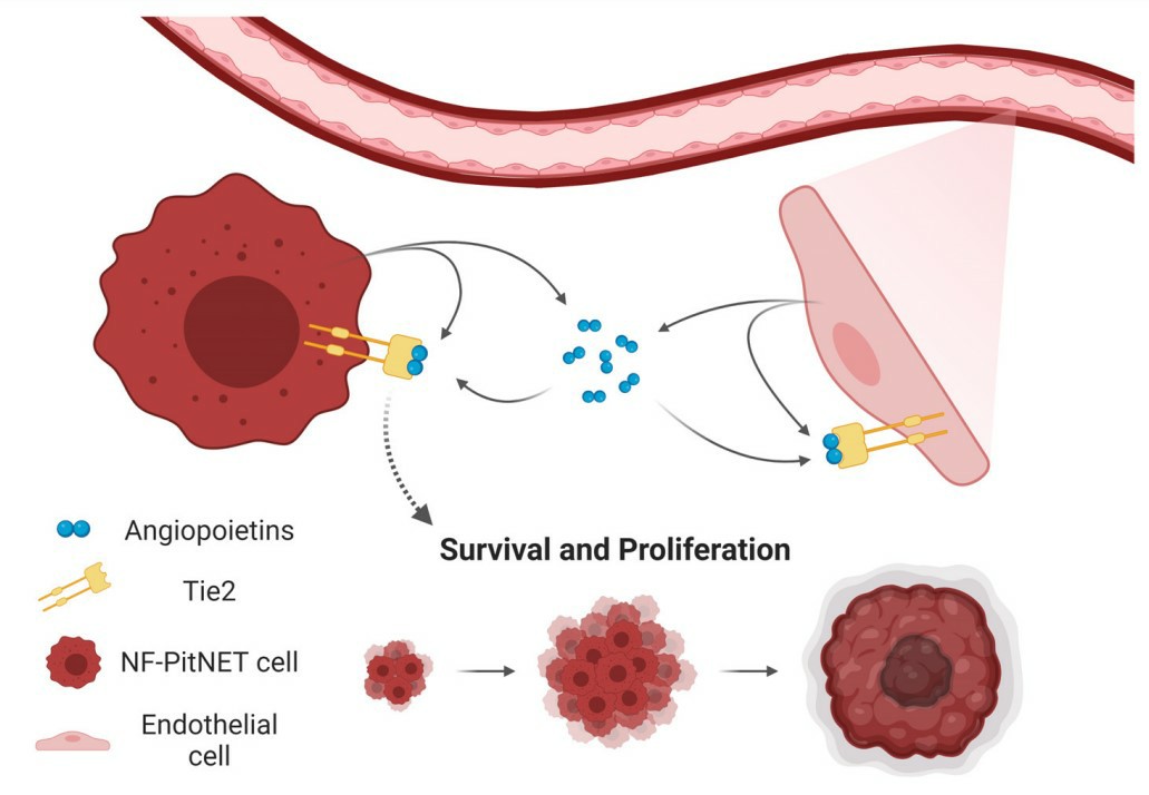 Tumor/endothelial cells crosstalk in the tumor microenvironment (TME). (Karabid, et al., 2022)