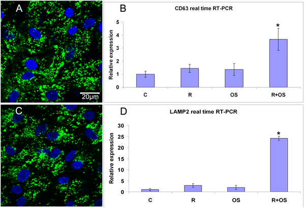 Fig.2 Exosome markers in ARPE-19 cells. (Wang, et al., 2009)
