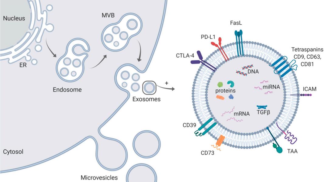 Fig.1 Regulation of cargo selection in exosome biogenesis. (Hofmann, et al., 2020)