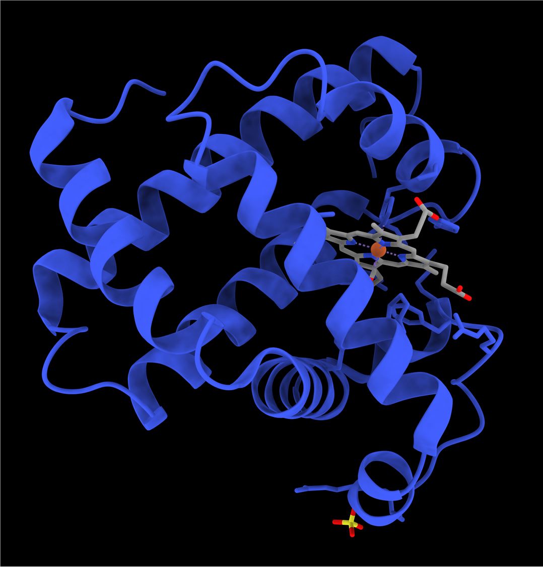 A ChimeraX rendering of myoglobin in soft ribbon view.
