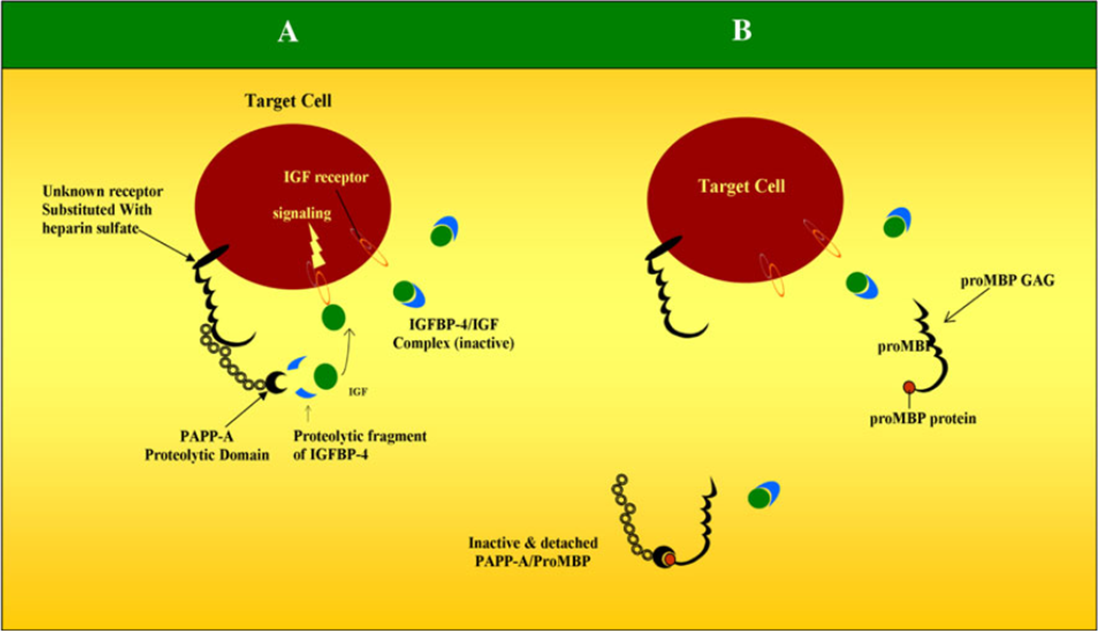 IVD Antibodies for PAPP-A Marker
