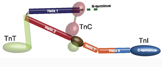 IVD Antibodies for hsTnI Marker