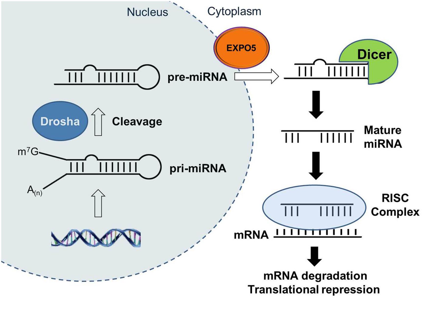 IVD Antibodies for miR-328 Marker