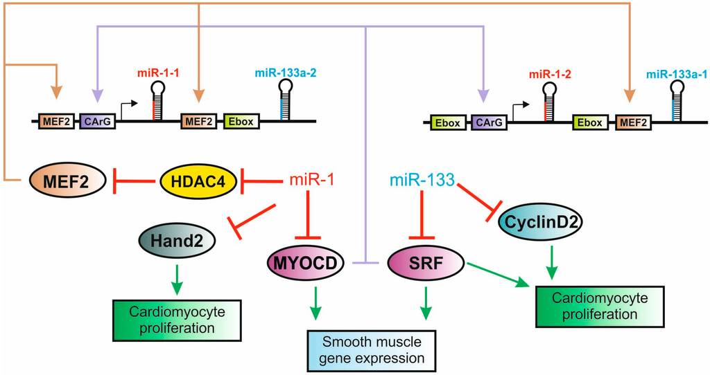 IVD Antibodies for miR-133 Marker