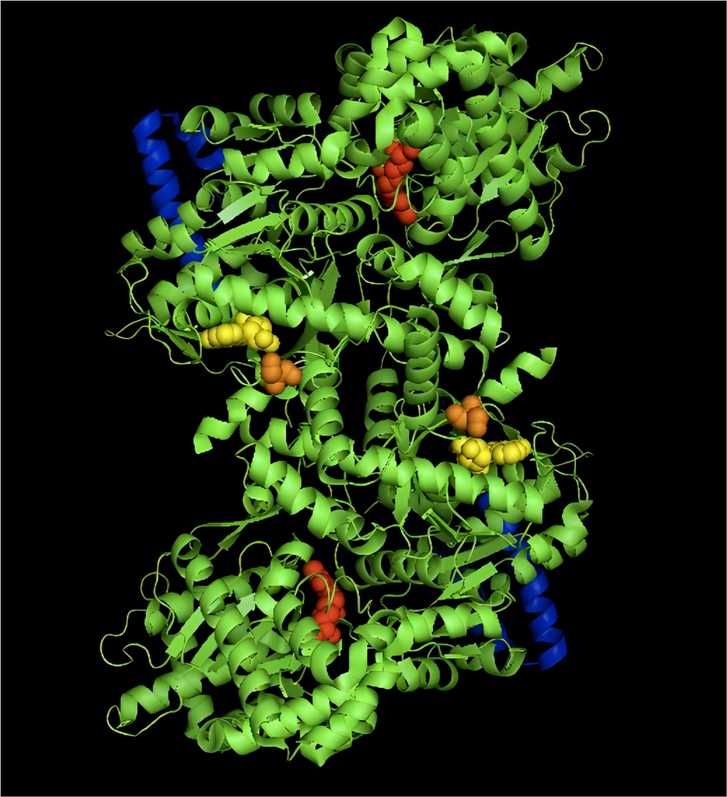 Fig.1 Glycogen phosphorylase. (From Wikipedia: By Ascherer730 - This images, was created by me using MacPyMol and file 3E3N downloaded from PDB.org， https://commons.wikimedia.org/wiki/File:GlycogenPhosphorylaseDimer.png)
