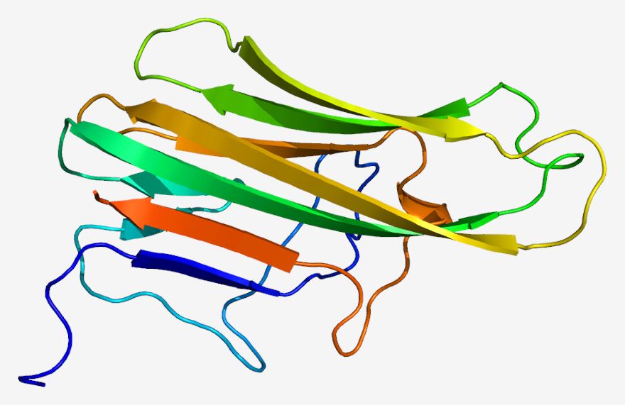 IVD Antibodies for sCD40L Marker