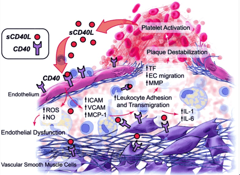 IVD Antibodies for sCD40L Marker