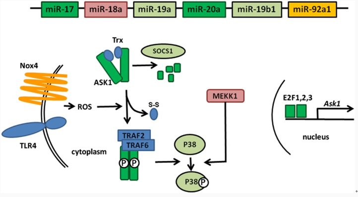 IVD Antibodies for miR-19a Marker