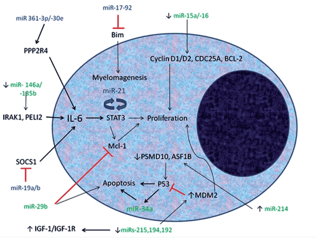 IVD Antibodies for miR-19a Marker