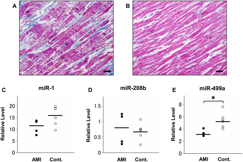 IVD Antibodies for miRNA-208b Marker