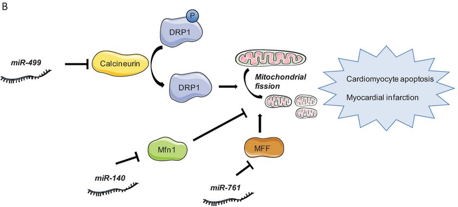 IVD Antibodies for miR-499 Marker