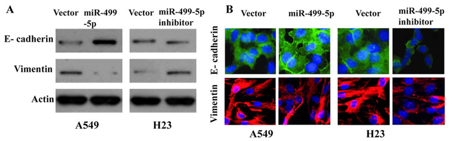 IVD Antibodies for miR-499 Marker