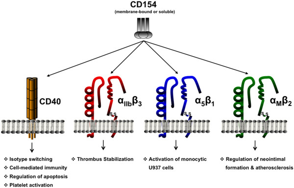 IVD Antibodies for CD154 Marker