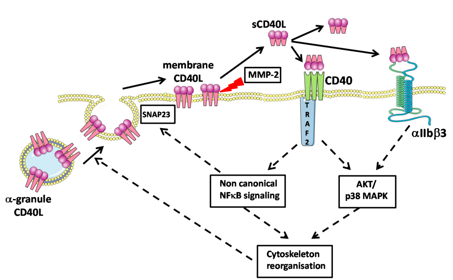 IVD Antibodies for CD154 Marker